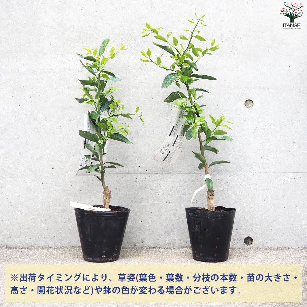 柑橘の苗 大和橘(ヤマトタチバナ)【果樹の苗木 15cmポット 1年生 接木