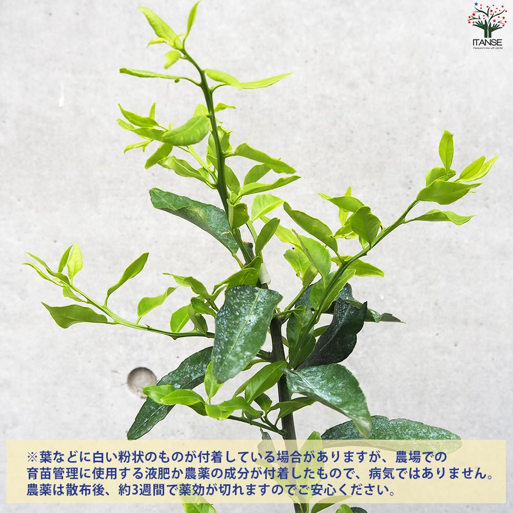 柑橘の苗 大和橘(ヤマトタチバナ)【果樹の苗木 15cmポット 1年生 接木