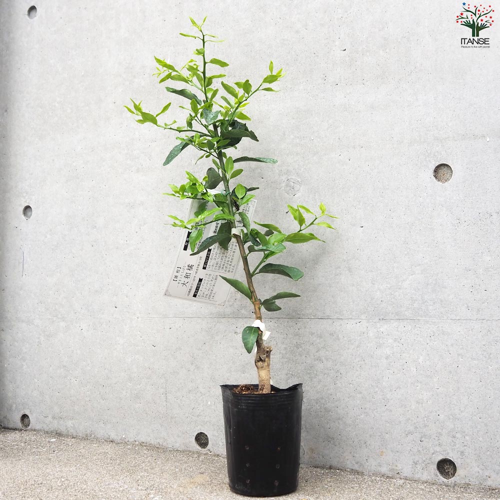 自然栽培 大和橘の挿し木 約30cm〜50cm 20本セット 【公式通販】