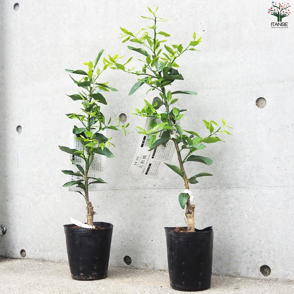 タチバナ（橘）実付き大株 6号鉢 接木3年生苗｜日本固有柑橘・耐寒性◎ 現品発送 タチバナ（橘）実付き大株 6号鉢 接木3年生苗｜日本固有柑橘・耐寒性