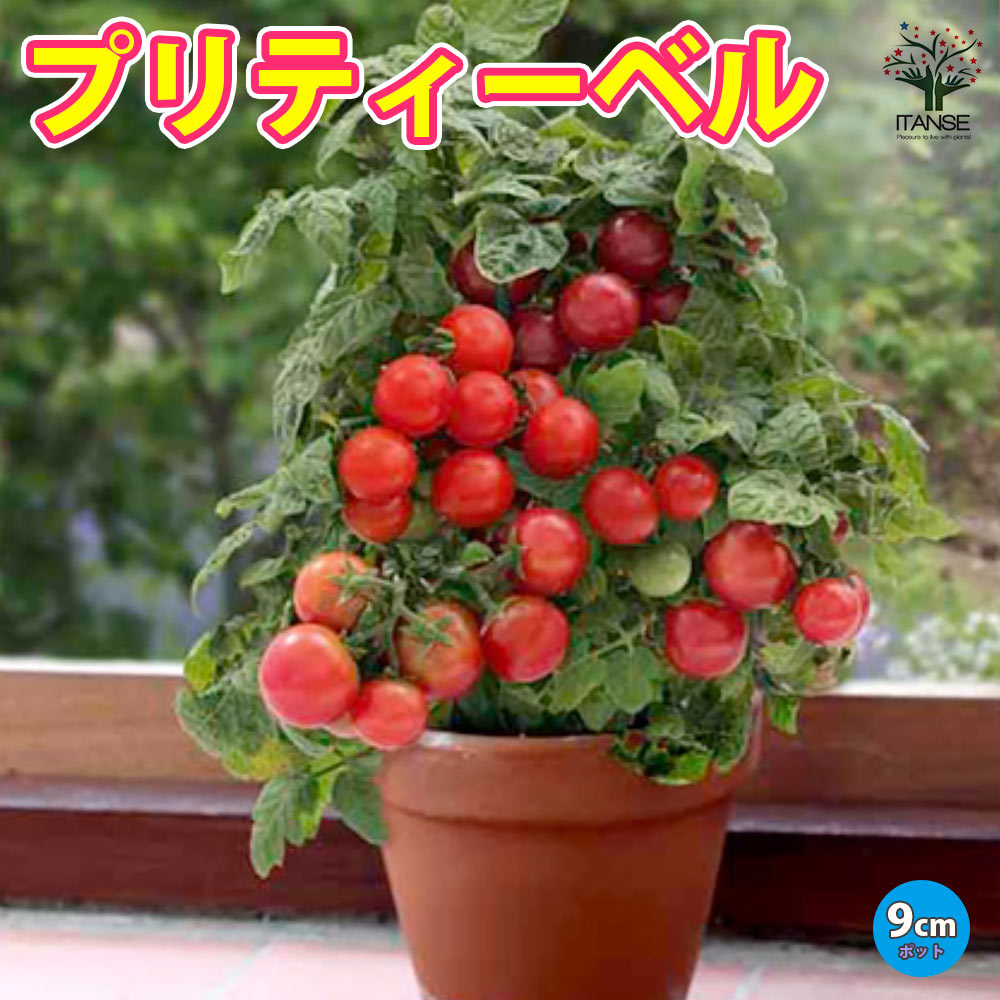 すずなりドワーフトマト プリティーベル 矮性ミニトマト2個～【自根苗 9cmポット】