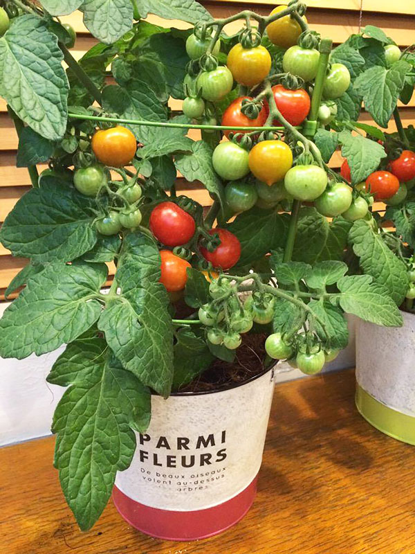 すずなりドワーフトマト プリティーベル 矮性ミニトマト2個～【自根苗 9cmポット】