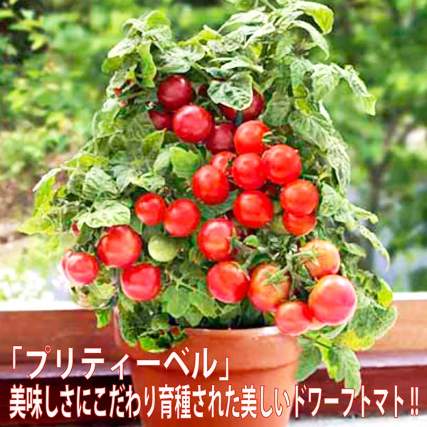 すずなりドワーフトマト プリティーベル 矮性ミニトマト2個～【自根苗 9cmポット】