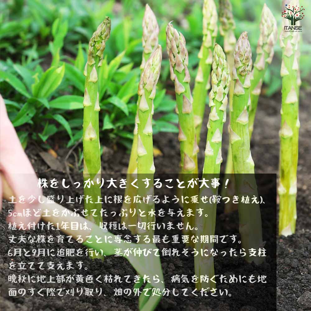 アスパラガス緑(品種:ウェルカム)実生苗【野菜 実生苗9cmポット／3個セット】