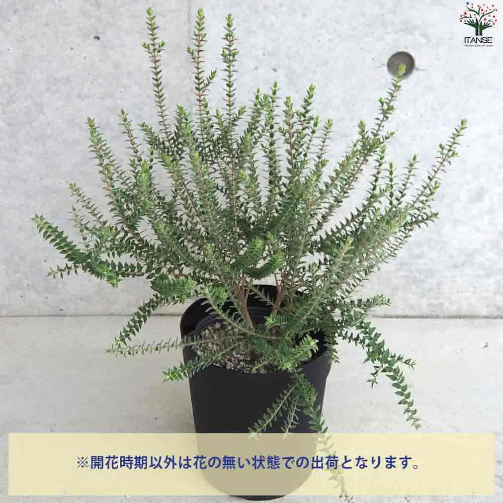 メラレウカ センテッドペーパーバーグ 【庭木 5号鉢】｜ 【植物の
