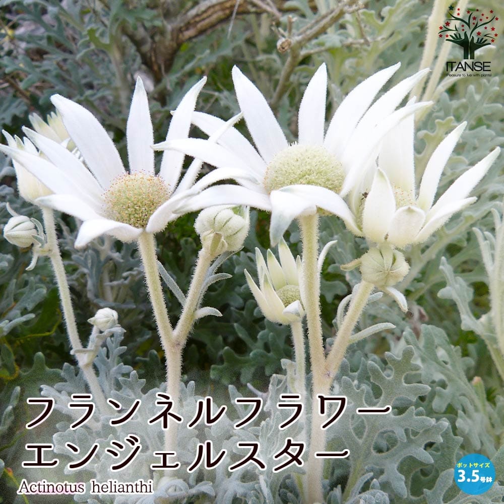 フランネルフラワー・エンジェルスター【花苗 3.5号苗】