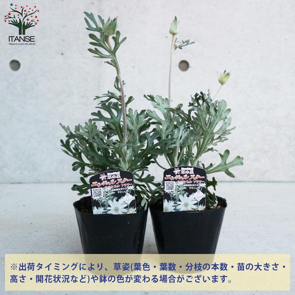 フランネルフラワー・エンジェルスター【花苗 3.5号苗】