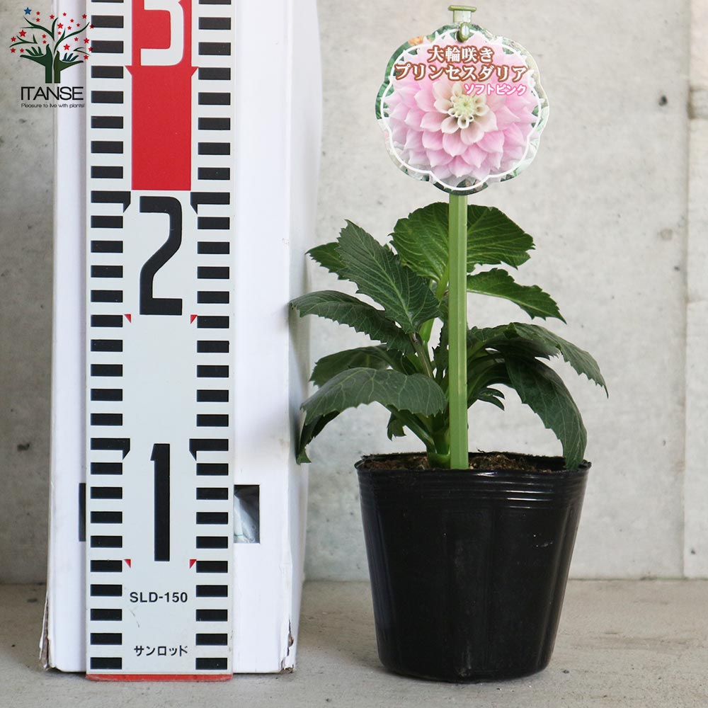 巨大輪プリンセスダリア 色ミックス見計らいセット2個～【花苗3.5号