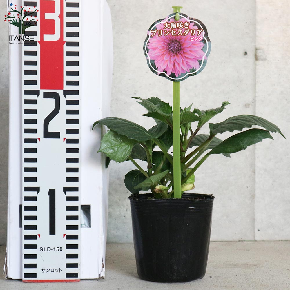 巨大輪プリンセスダリア 色ミックス見計らいセット2個～【花苗3.5号