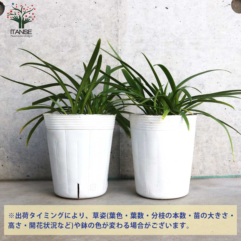 アガパンサス サマーラブ ブルー 球根植物【花苗 3.5号ポット