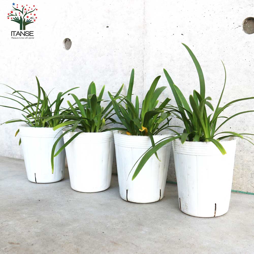 アガパンサス サマーラブ ブルー 球根植物【花苗 3.5号ポット