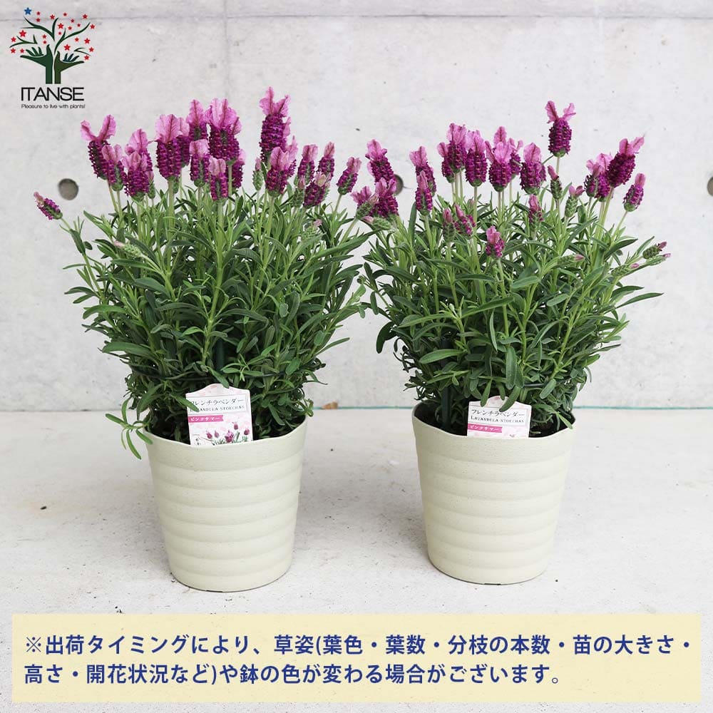 フレンチラベンダー ピンクサマー【ハーブの苗5号鉢】｜ 【植物の