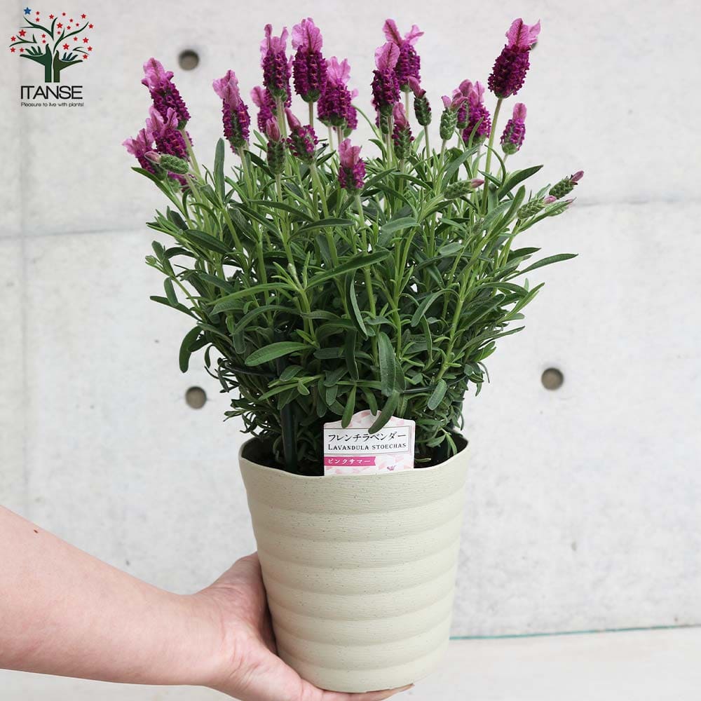 フレンチラベンダー ピンクサマー【ハーブの苗5号鉢】｜ 【植物の
