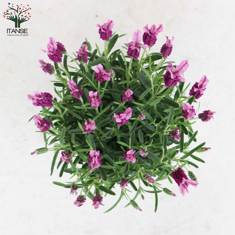 フレンチラベンダー ピンクサマー【ハーブの苗5号鉢】｜ 【植物の