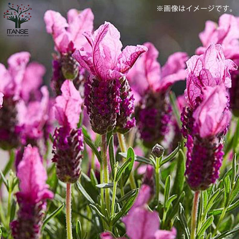 フレンチラベンダー ピンクサマー【ハーブの苗5号鉢】｜ 【植物の