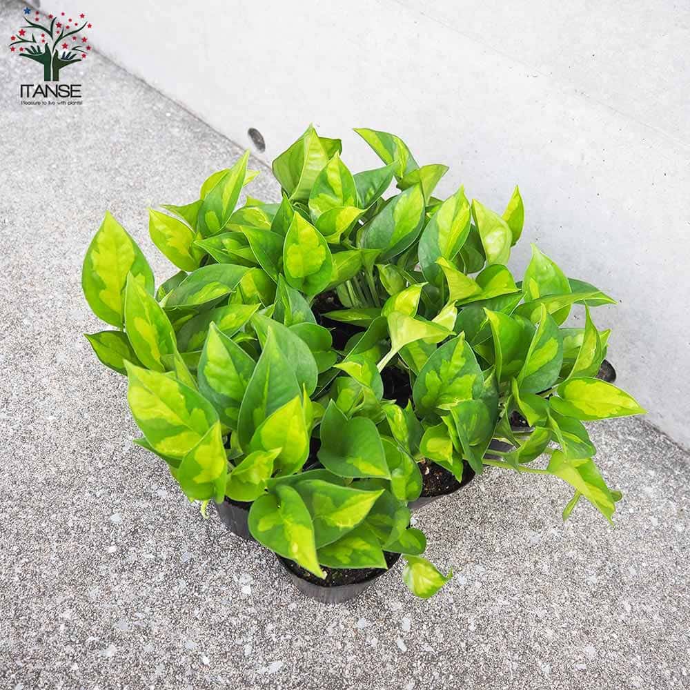 ポトス グローバルグリーン【観葉植物 3号ポット】｜ 【植物の