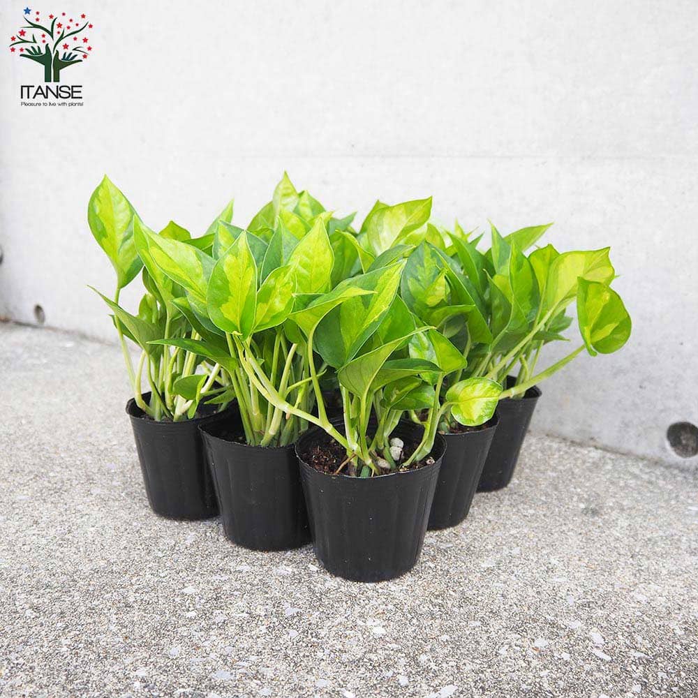 ポトスグローバル  観葉植物 imgrc0104724590.jpg
