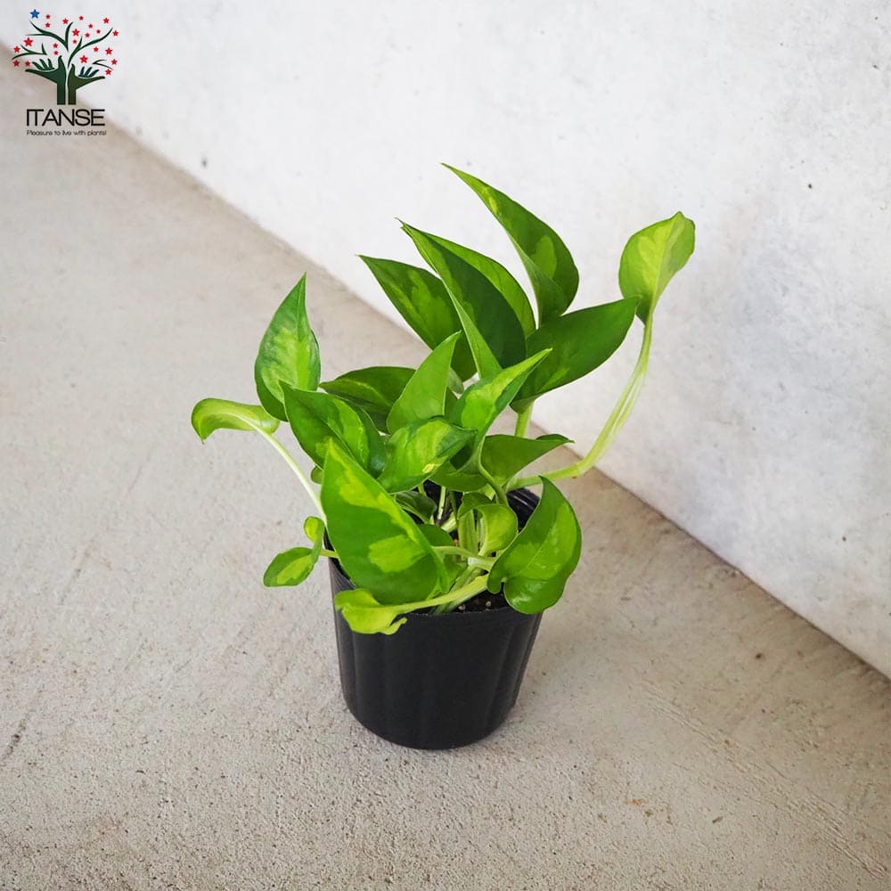ポトス グローバルグリーン【観葉植物 3号ポット】｜ 【植物の 