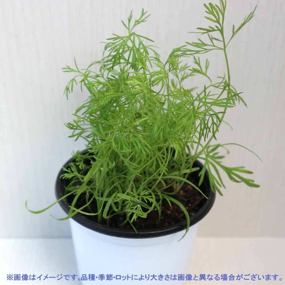 ディル苗　お取り置き　ディル苗 ディル 10.5cm2個～【おうちで簡単！育てやすい10.5cmポットハーブ苗