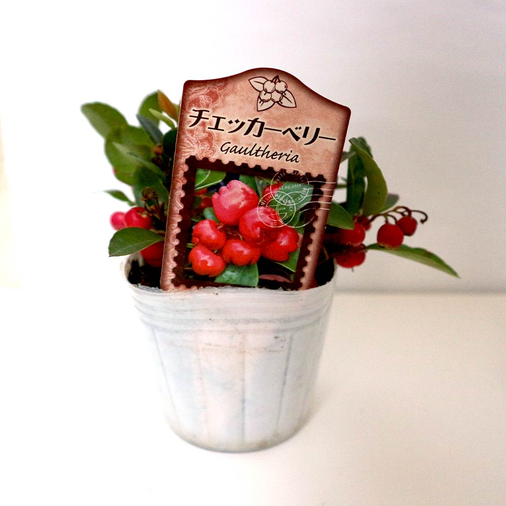 Itanse良品ｾﾚｸﾄ通販