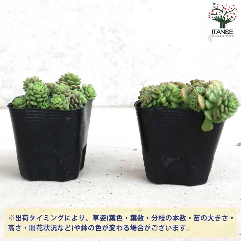セダム スプリングワンダー【多肉植物 2.5～3号ポット】｜ 【植物の