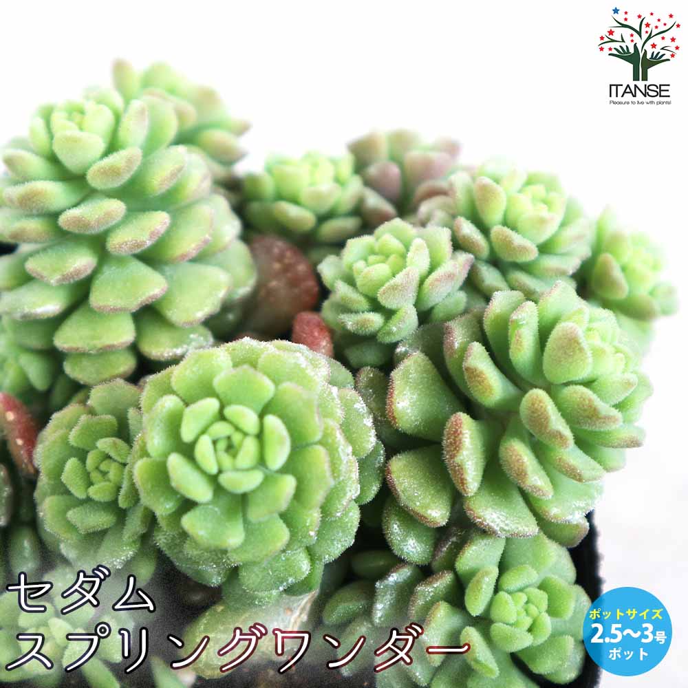 セダム スプリングワンダー【多肉植物 2.5～3号ポット】｜ 【植物の