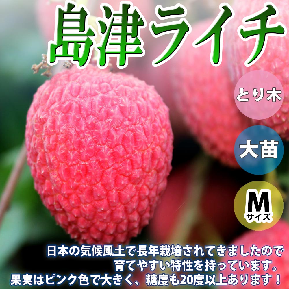 「ライチ 島津ライチ とり木大苗 Mサイズ 3～4年生苗 」【6号ポットとり木苗 1鉢】