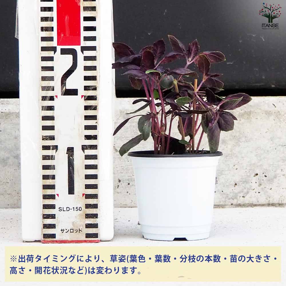 バジル ダークレディー 2個～【ハーブの苗 10.5cm鉢】