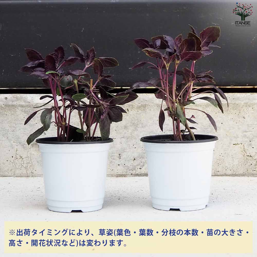 バジル ダークレディー 2個～【ハーブの苗 10.5cm鉢】