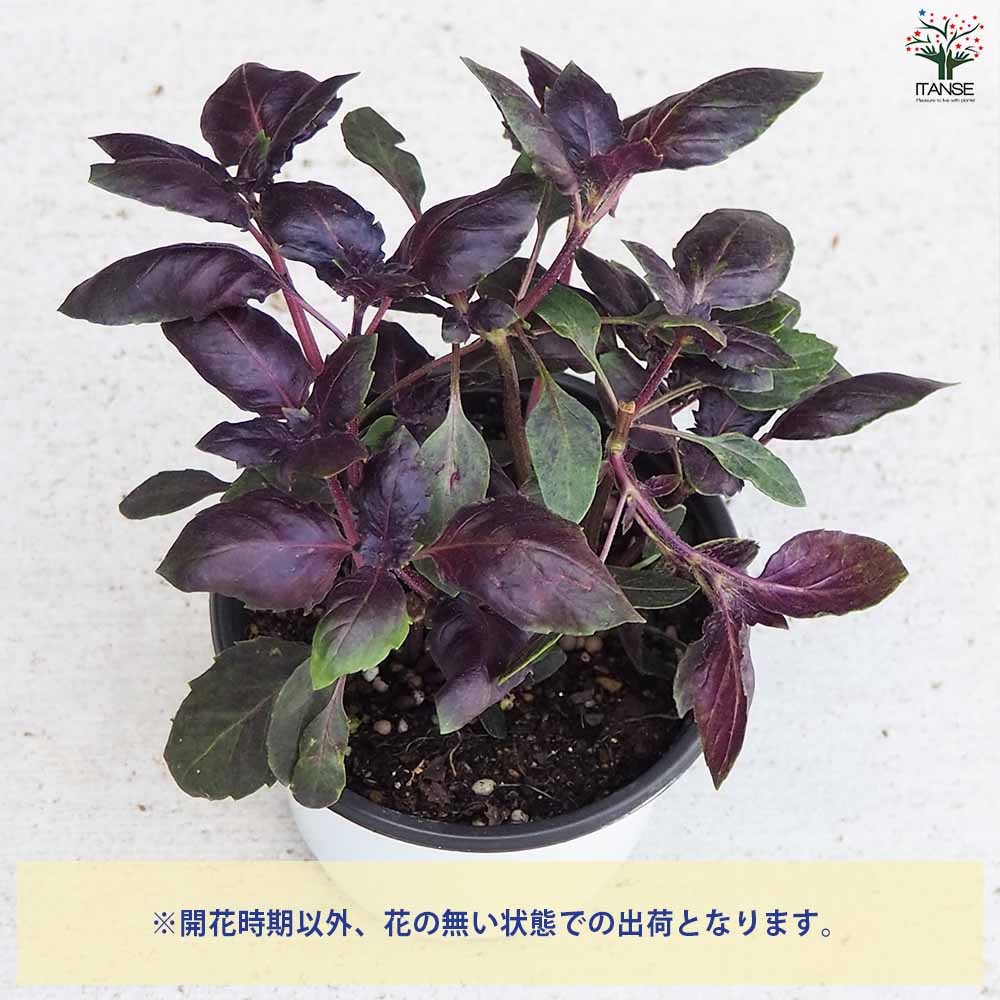 バジル ダークレディー 2個～【ハーブの苗 10.5cm鉢】