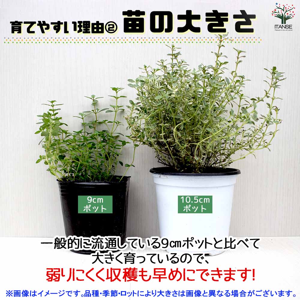 バジル ダークレディー 2個～【ハーブの苗 10.5cm鉢】