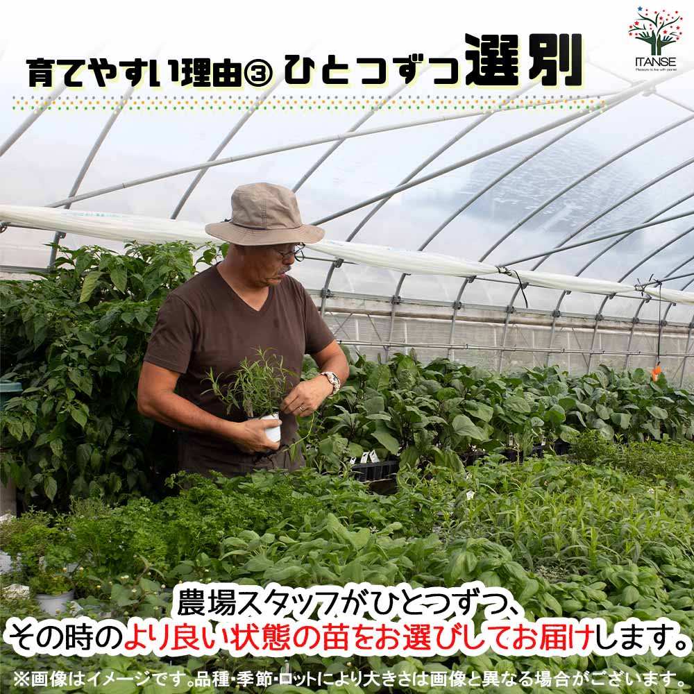 バジル ダークレディー 2個～【ハーブの苗 10.5cm鉢】
