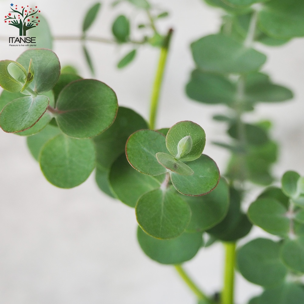 レア種 ユーカリ ペリニアナ ツキヌキユーカリ (ユーカリ・ペリニアナ