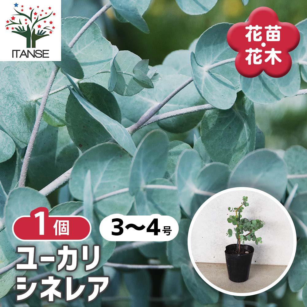 ユーカリ シネレア【花苗 3～4号／1個売り】｜ 【植物のITANSE