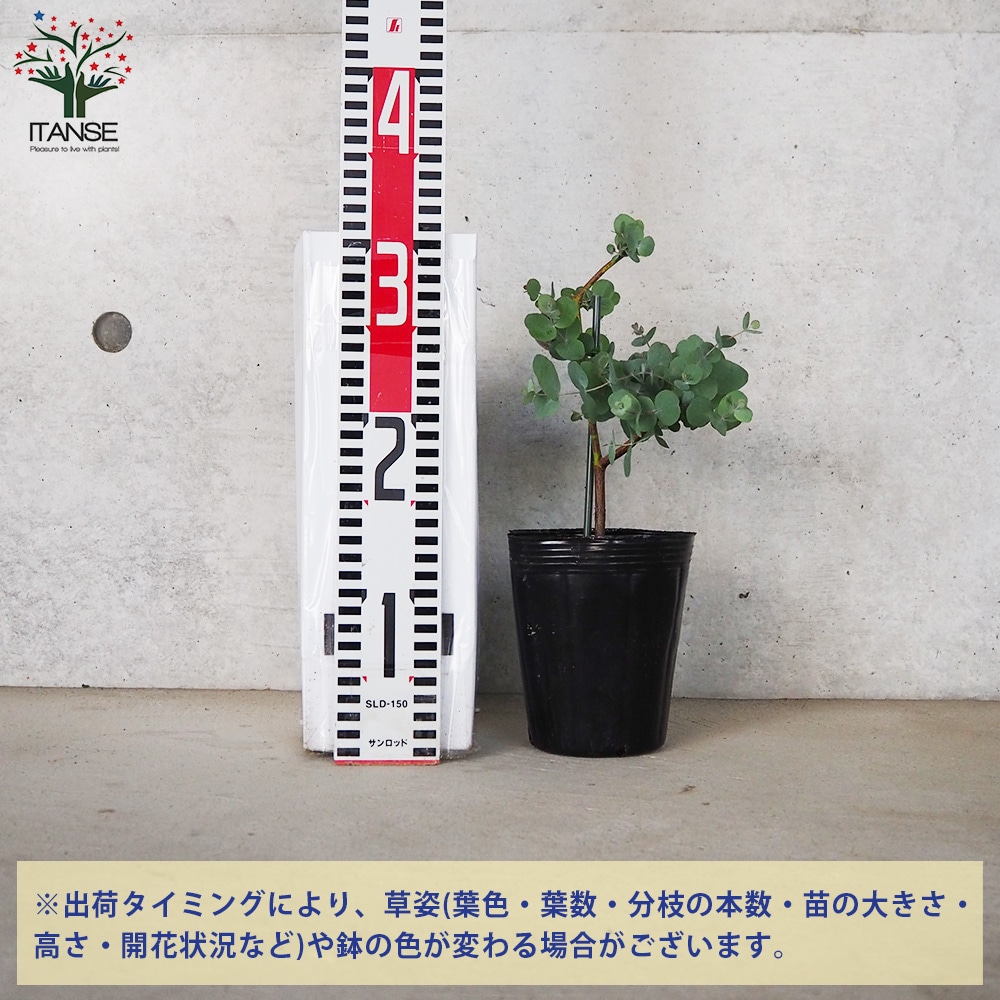 現品、ユーカリの苗※シネレア　3本入り ユーカリ シネレア【花苗 3～4号／1個売り】｜ 【植物のITANSE