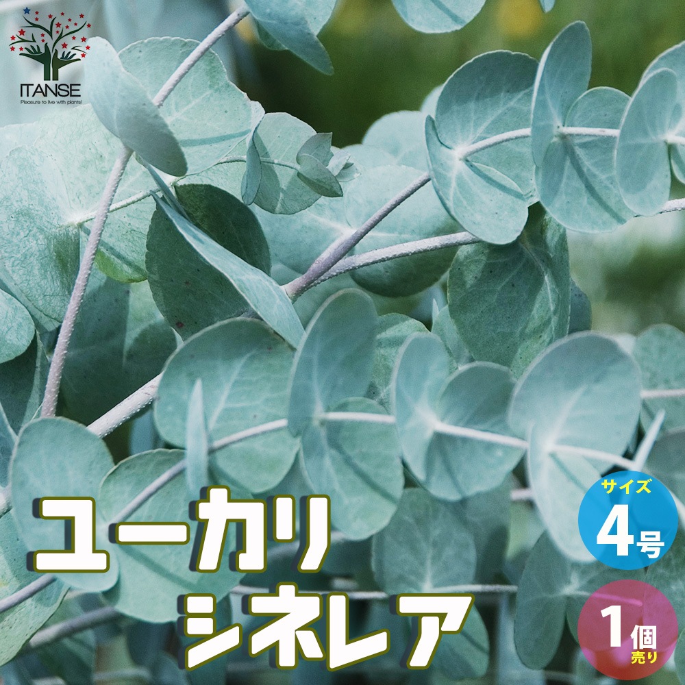 ユーカリ シネレア【花苗 4号ポット／1個売り】｜ 【植物の