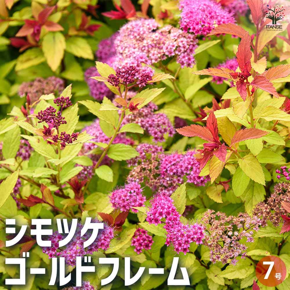 シモツケ(スプレア) ゴールドフレーム 【花木苗 7号ポット/1個売り】