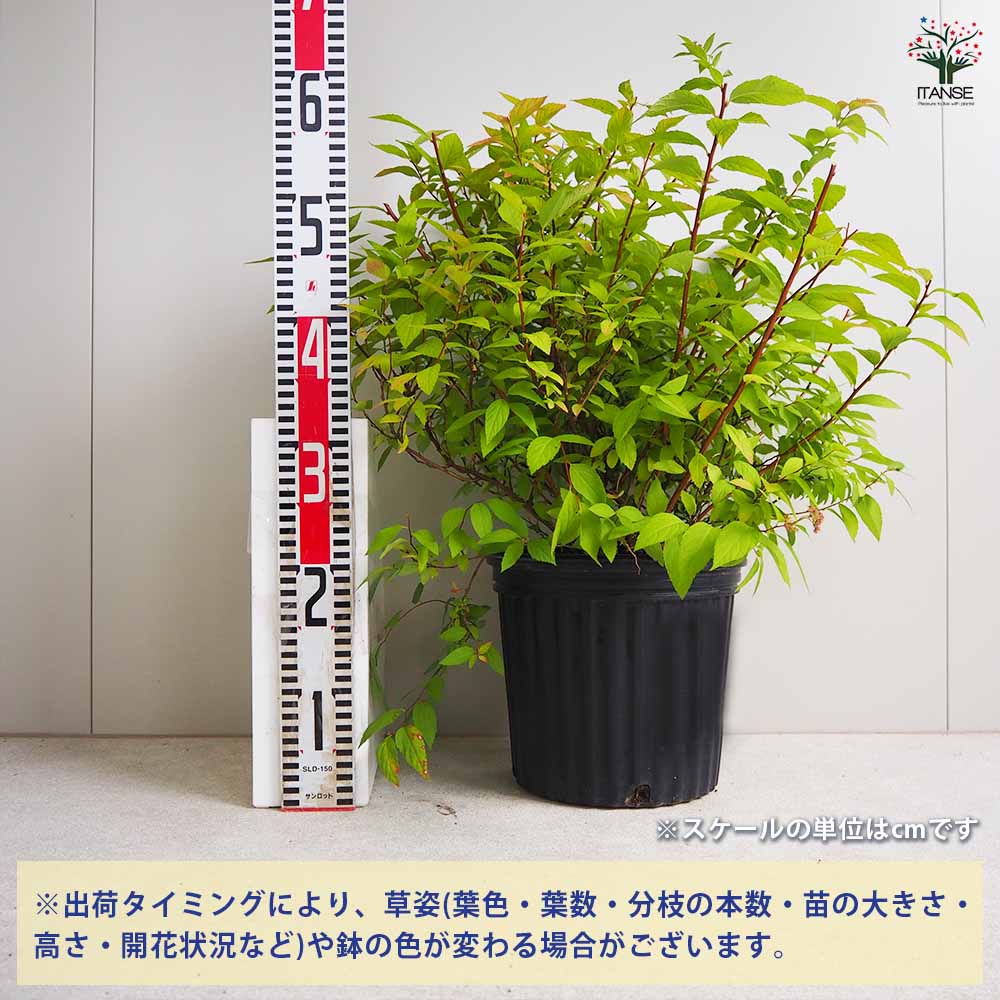 シモツケ(スプレア) ゴールドフレーム 【花木苗 7号ポット/1個売り】