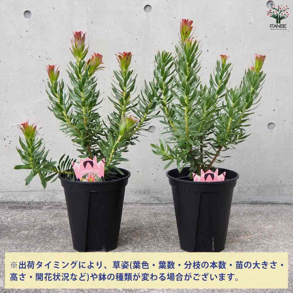 ①希少‼️ミメテスクラッカージャックシルバー苗木(そのまま発送)