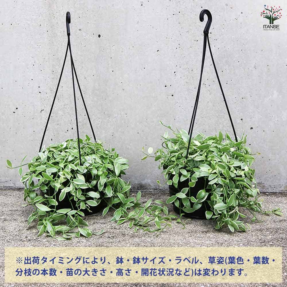 ディスキディア エメラルド 【観葉植物 6号／1個売り】｜ 【植物の