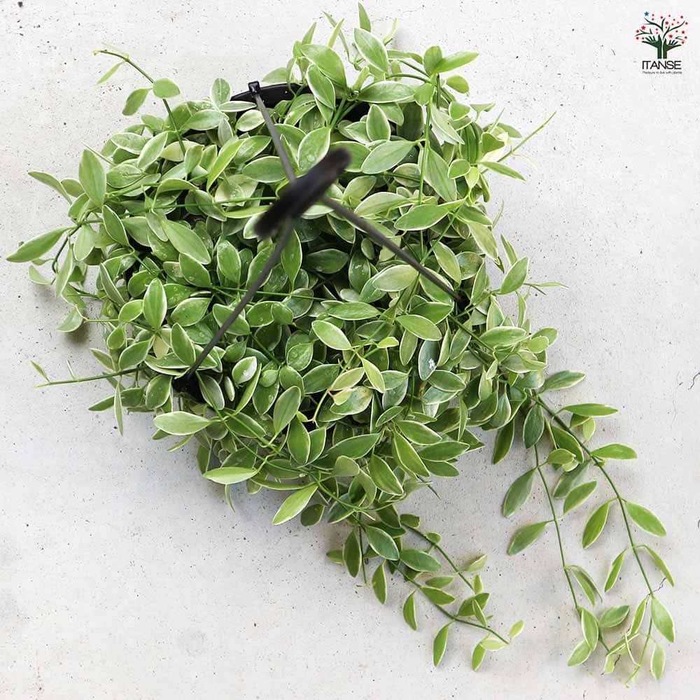 ディスキディア エメラルド 【観葉植物 6号／1個売り】｜ 【植物の