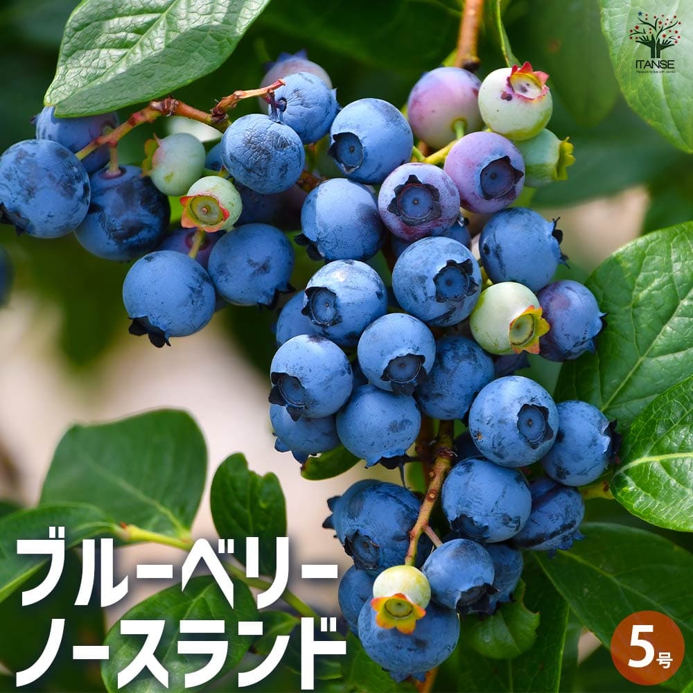 ブルーベリー ノースランド 【果樹の苗木 5号／1個売り】