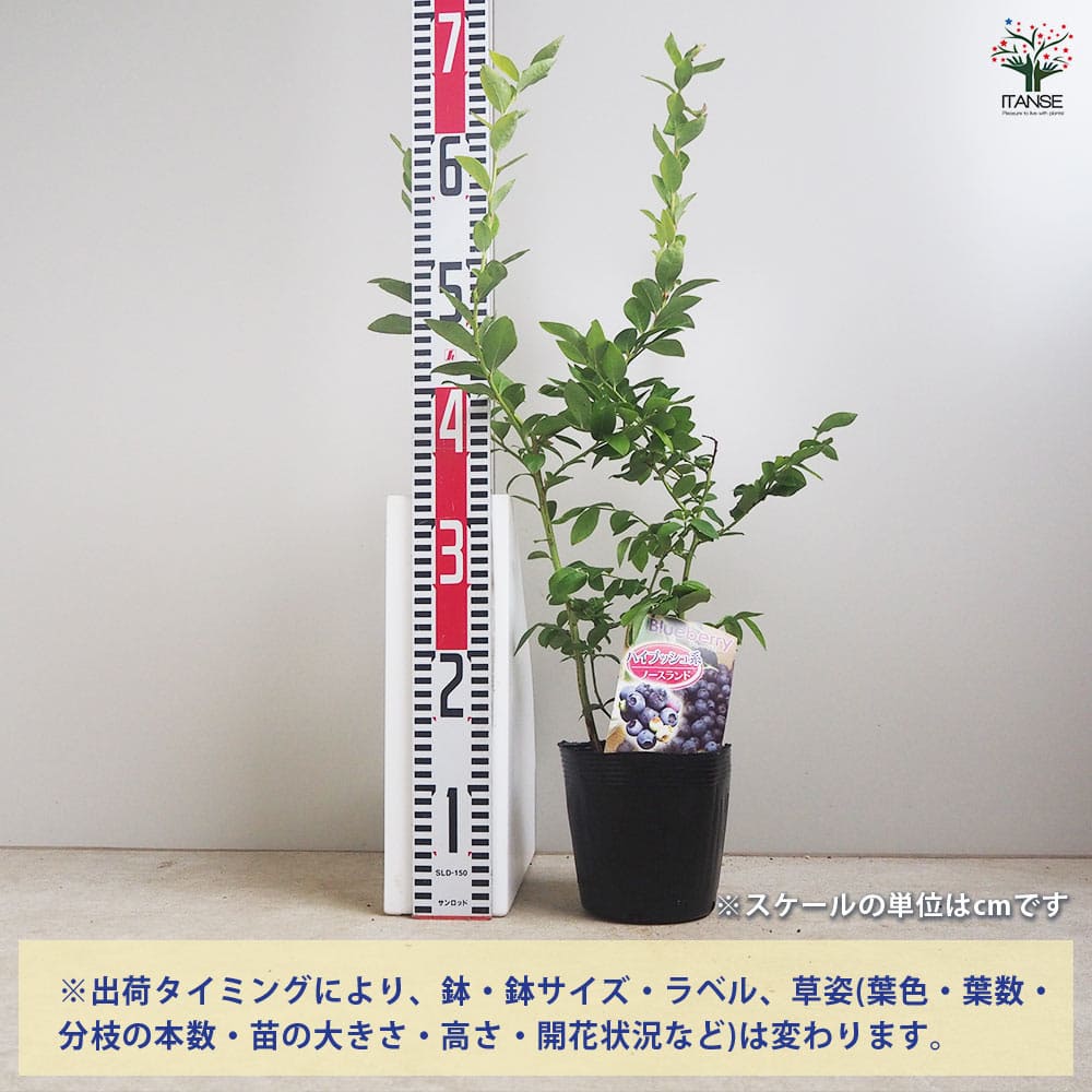 ブルーベリー ノースランド 【果樹の苗木 5号／1個売り】