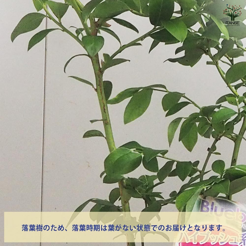 ブルーベリー ノースランド 【果樹の苗木 5号／1個売り】