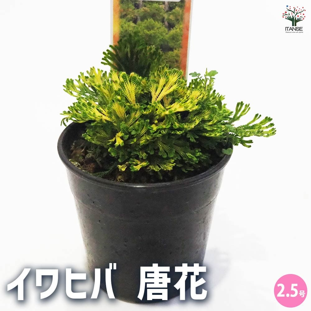 観葉植物 イワヒバ 唐花 【観葉植物 2.5号／1個売り】｜ 【植物の