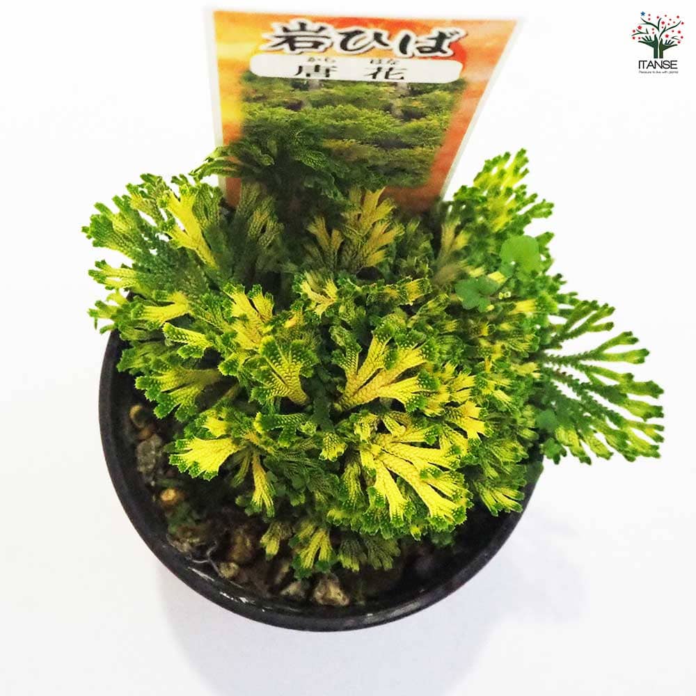 観葉植物 イワヒバ 唐花 【観葉植物 2.5号／1個売り】｜ 【植物の