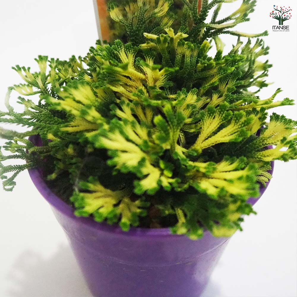 観葉植物 イワヒバ 唐花 【観葉植物 2.5号／1個売り】｜ 【植物の