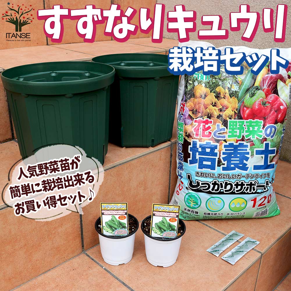 栽培セット すずなりキュウリ【野菜の苗 9～10.5cm／お買い得2個セット】