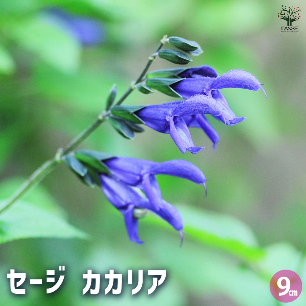 セージ カカリア 【ハーブの苗 9cmポット】