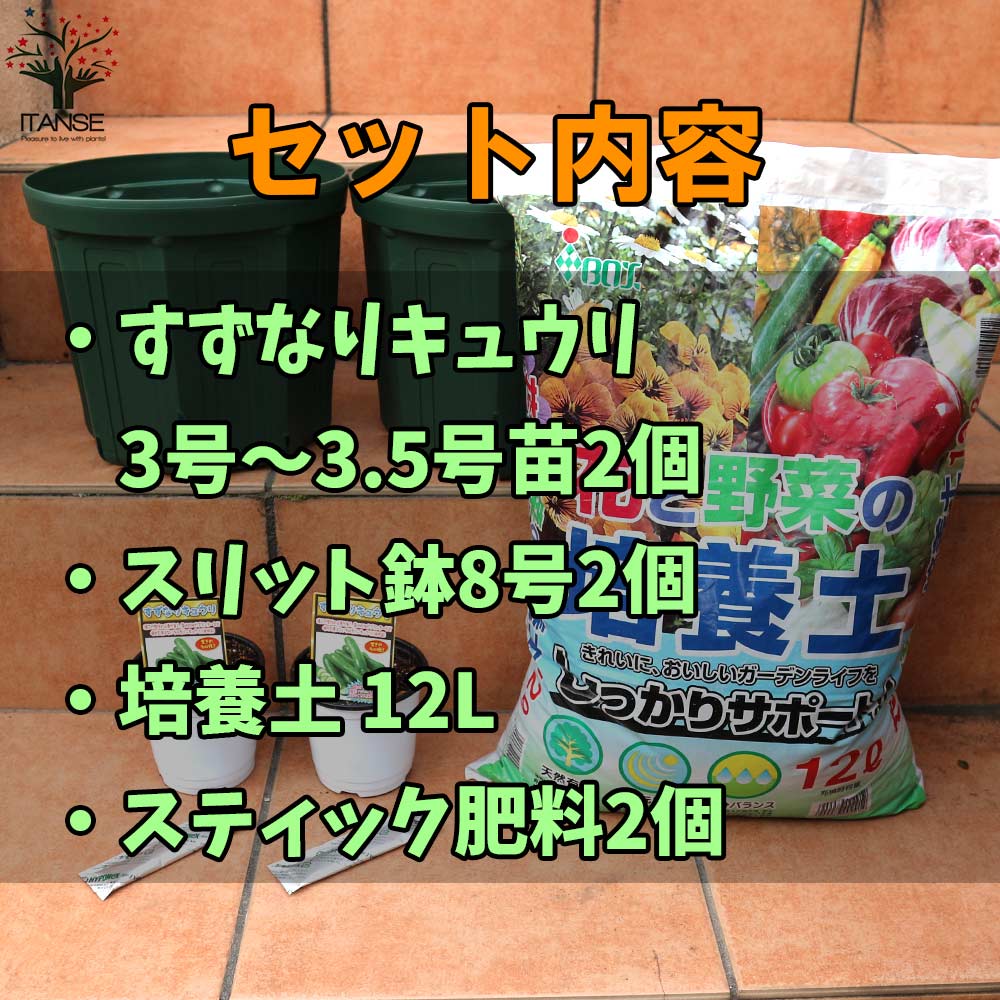 栽培セット すずなりキュウリ【野菜の苗 9～10.5cm／お買い得2個セット】